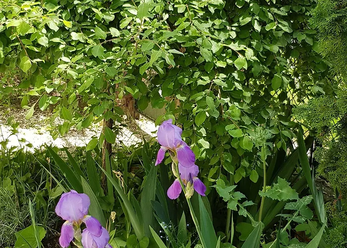 Joy 招待所 希欧福克